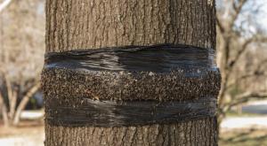 Záchytný pás pro ovocné stromy a zahradní shkidniky: popis, typy pásů, vyrobené vlastníma rukama (Foto a video)