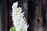 Hyacint - výsadba a kontrola v otvorenej pôde, odporúčania Ako môžete pestovať hyacint doma