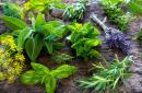 Jak prawidłowo suszyć zioła lecznicze