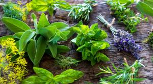 How to properly dry medicinal herbs
